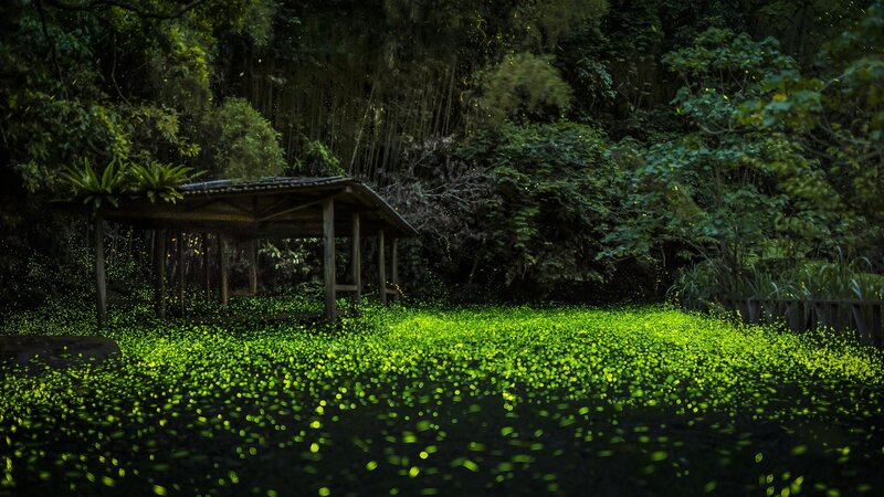 Fireflies in Forest — Green, Serene, Night, Photograph
