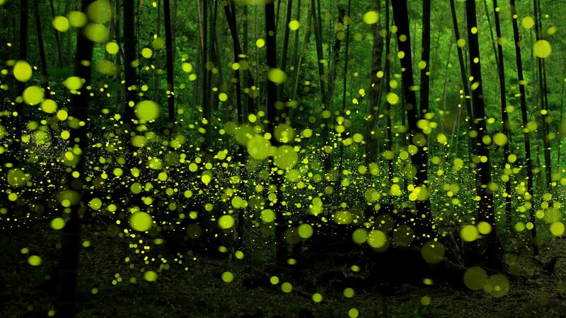 Fireflies in Forest — Green, Serene, Night, Photograph, Trees, Black