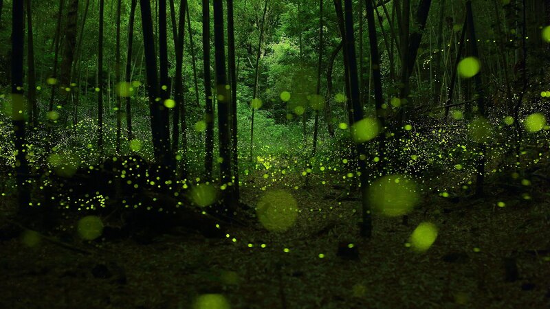 Fireflies in Forest — Green, Serene, Night, Photograph, Trees, Forest Floor, Glowing Lights