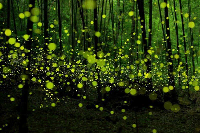 Fireflies in Forest — Green, Serene, Night, Photograph, Trees, Glow