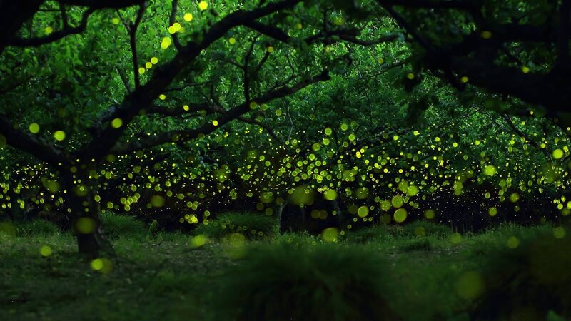 Fireflies in Forest — Green, Serene, Night, Photograph, Trees, Grass