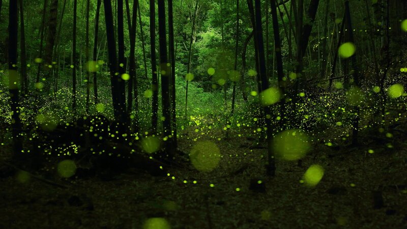 Fireflies in Forest — Green, Serene, Night, Photograph, Trees