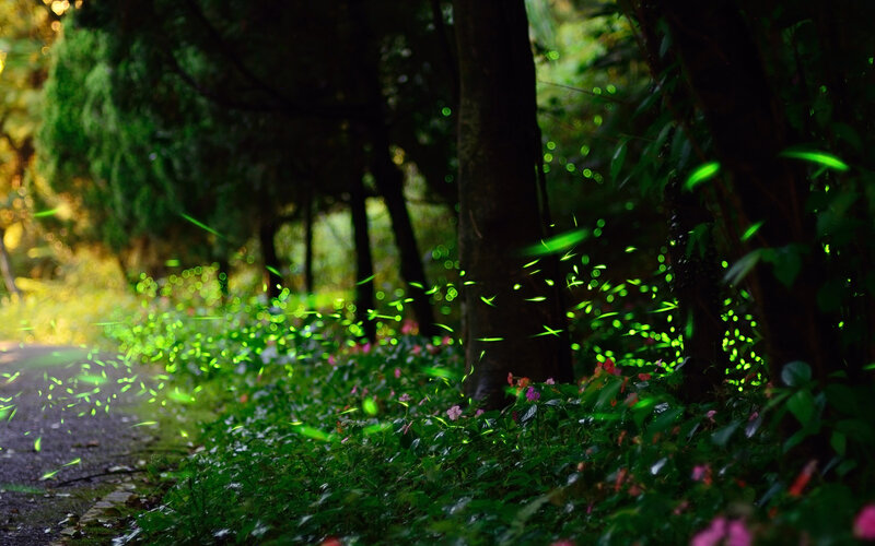 Fireflies in Forest — Green, Serene, Night
