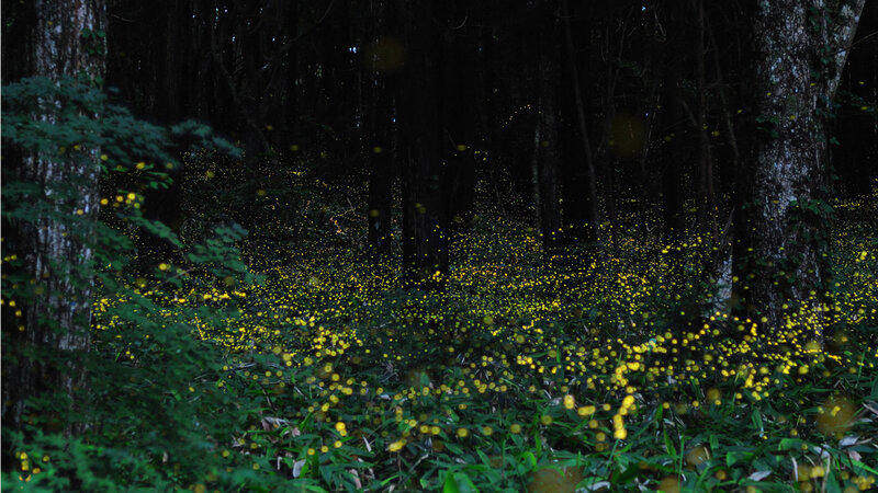 Fireflies in Forest — Green, Serene