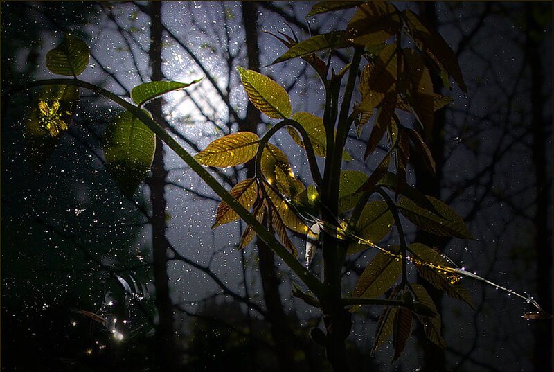 Fireflies in Forest — Green