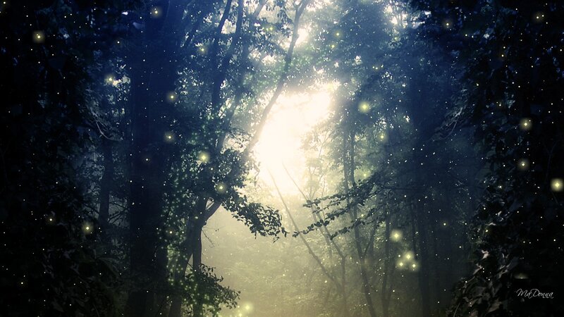 Fireflies in Forest