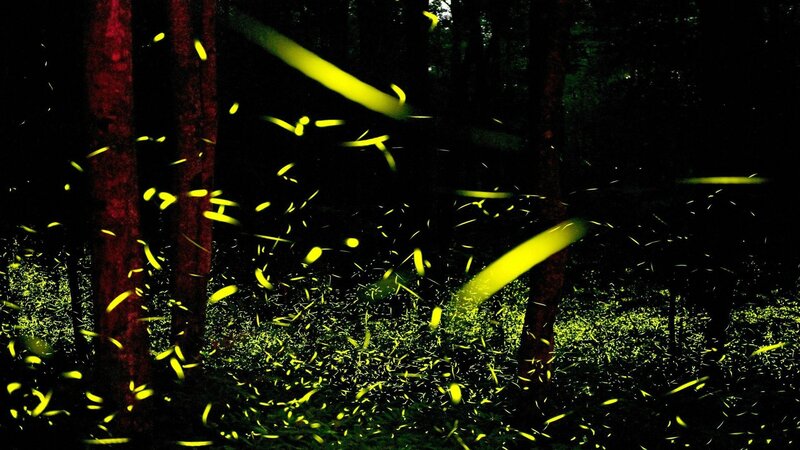 Fireflies in Forest — Yellow, Serene