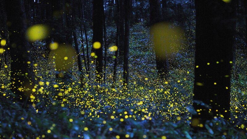 Fireflies in Forest — Yellow