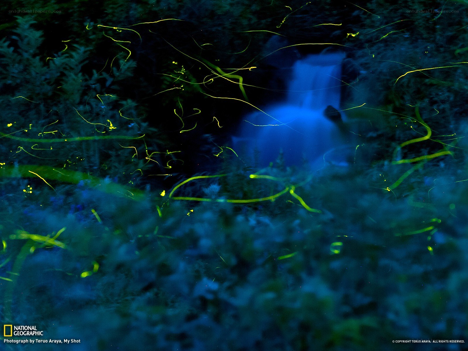 Fireflies near a waterfall