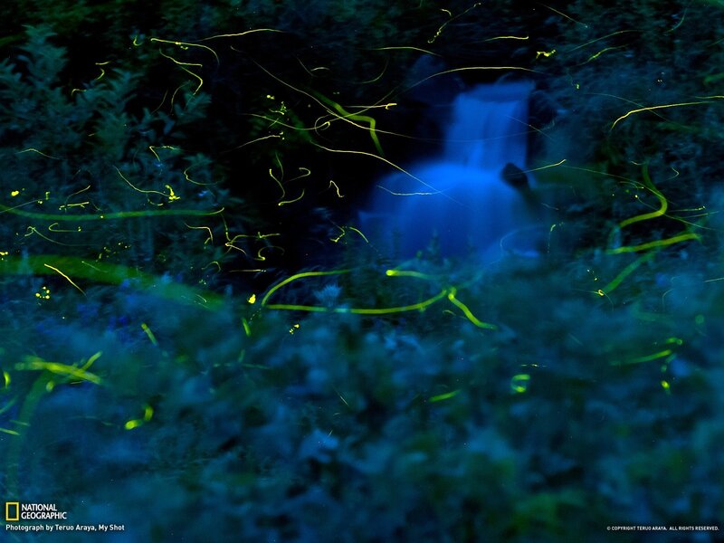 Fireflies Near Waterfall