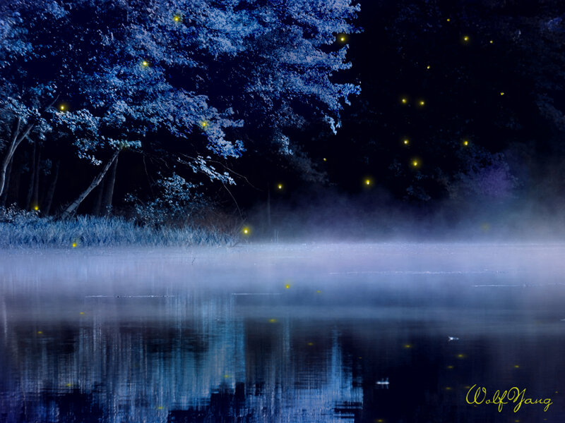 Fireflies over Lake