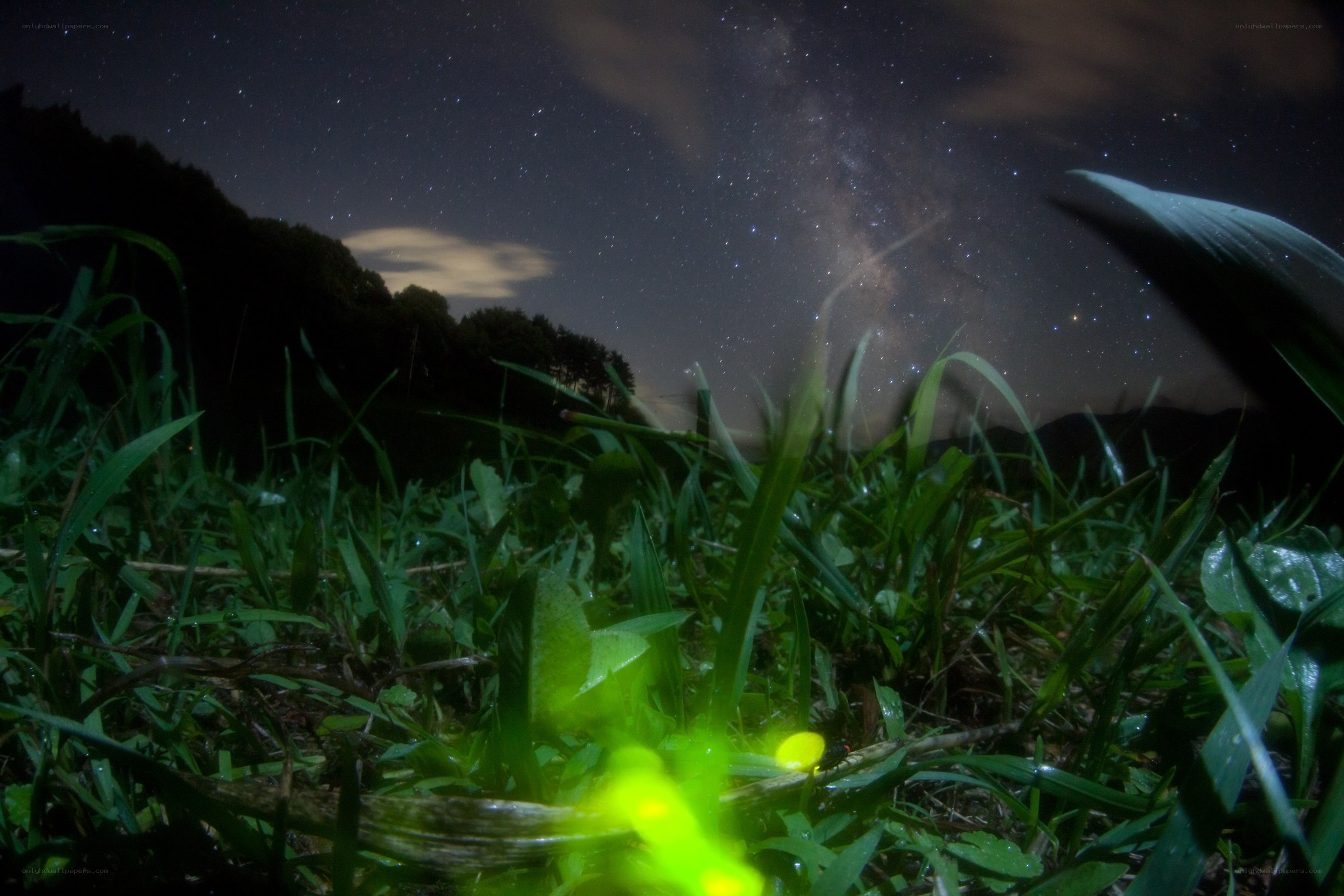 Fireflies under starry sky