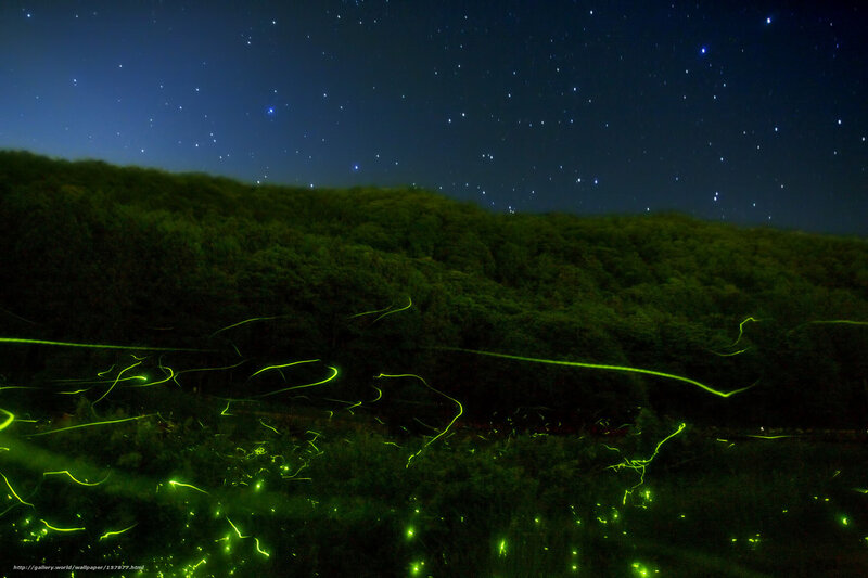 Fireflies under starry sky