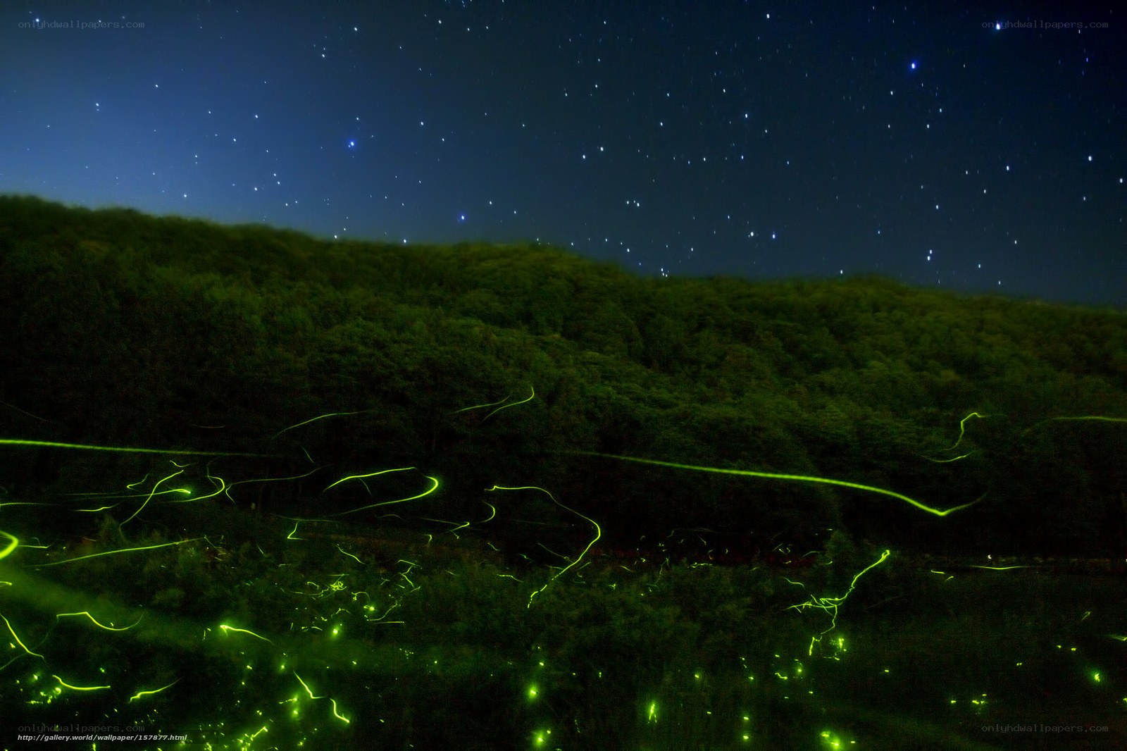 Fireflies under starry sky