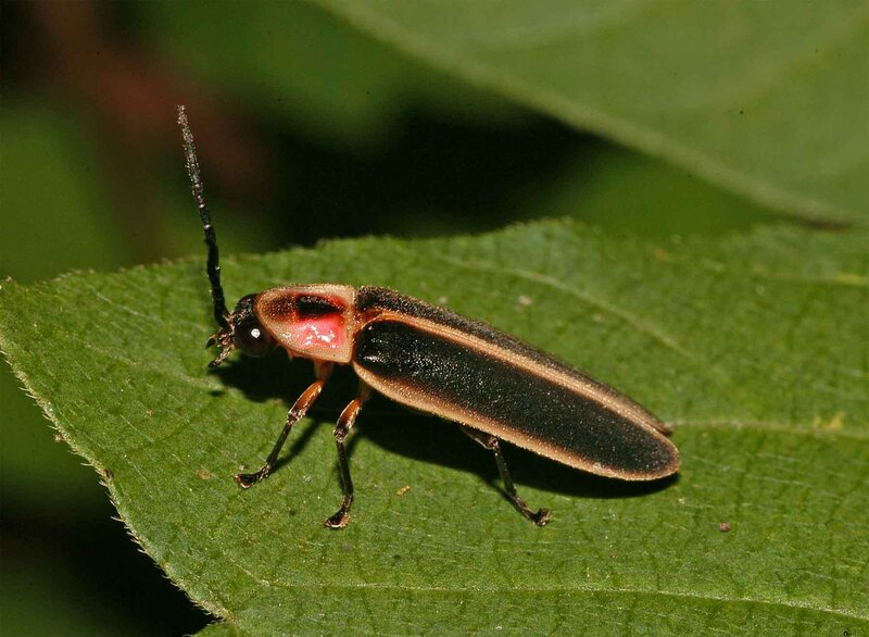 firefly on a green leaf