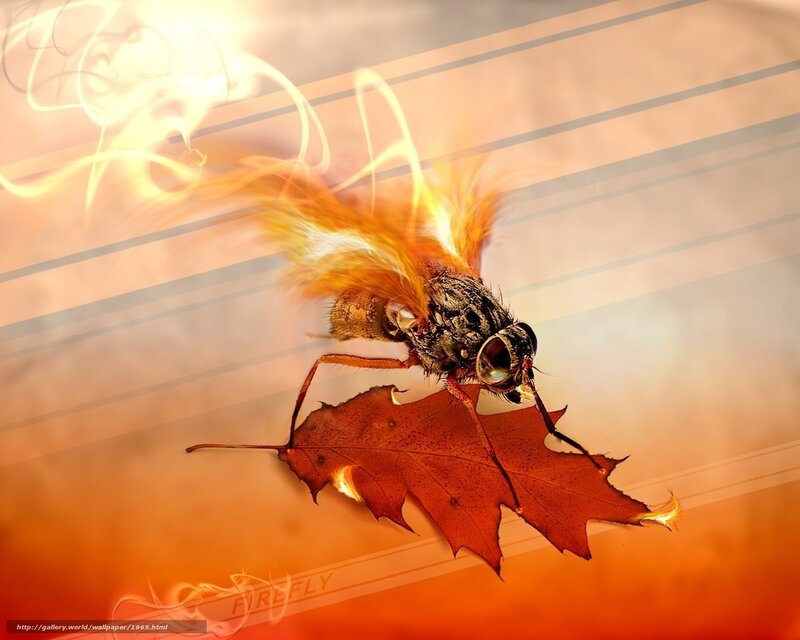 firefly on autumn leaf
