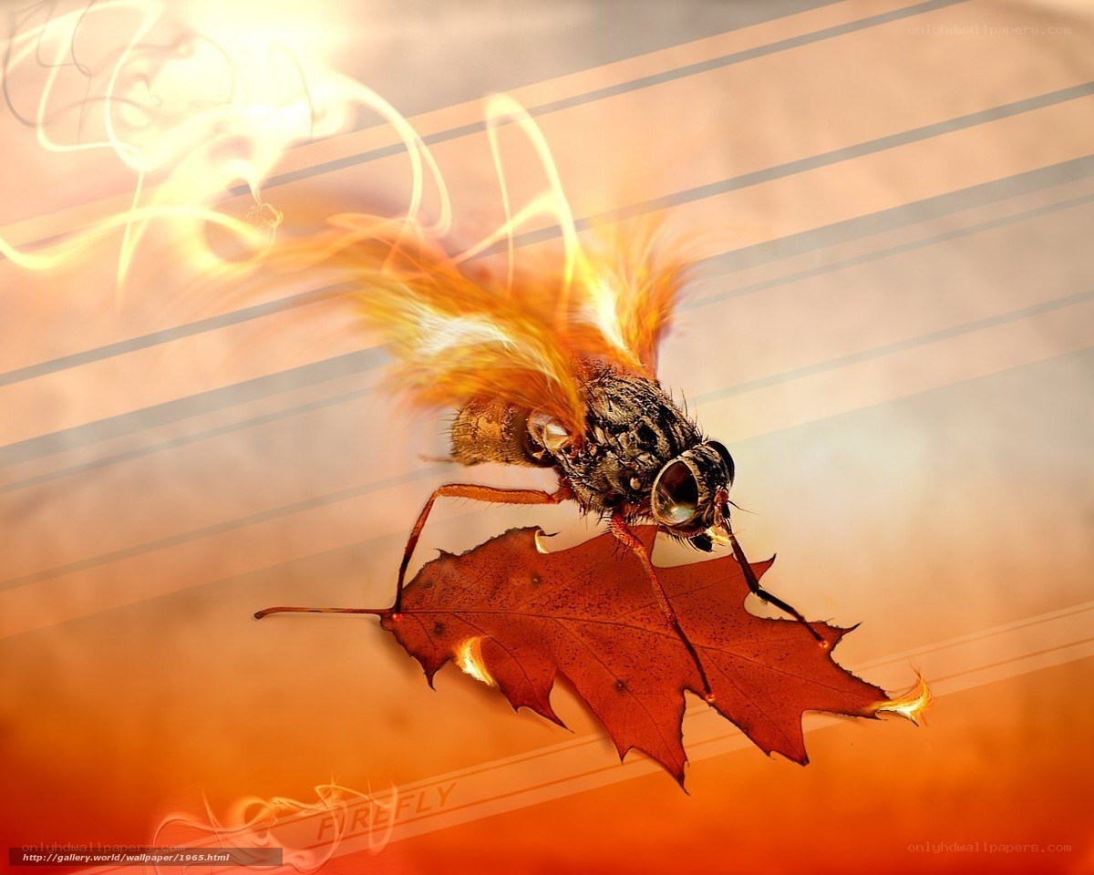 firefly on autumn leaf