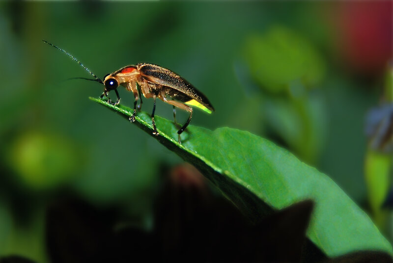 Firefly on Green Leaf