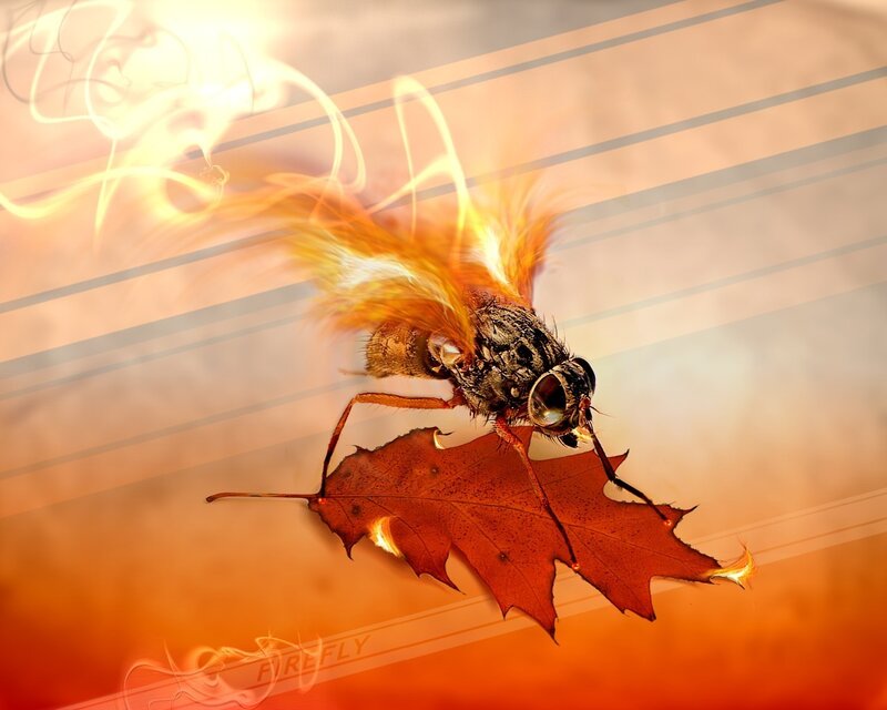 Firefly on Leaf — Orange, Dramatic