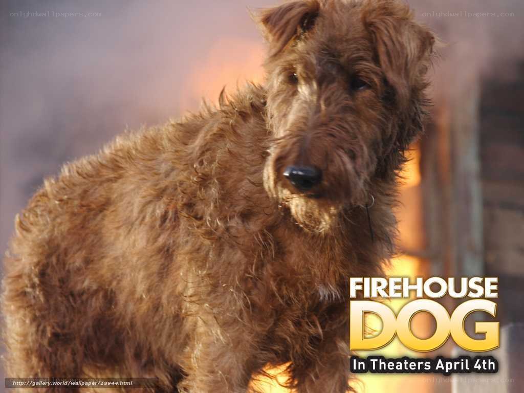 Firehouse Dog movie poster