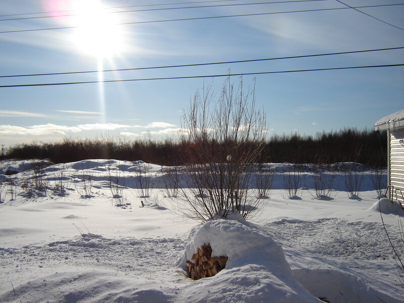 Firewood in Snow