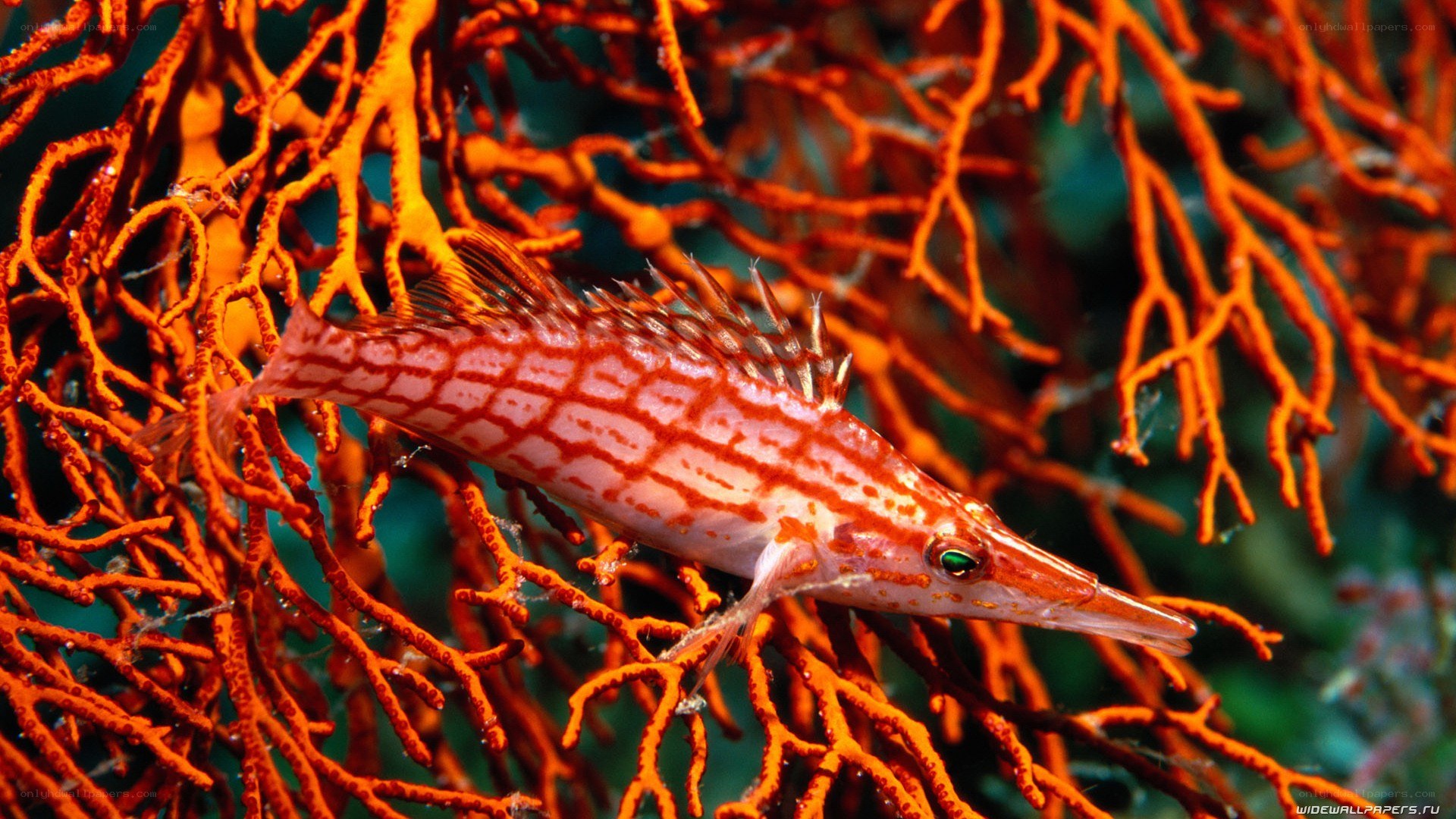 fish among coral branches