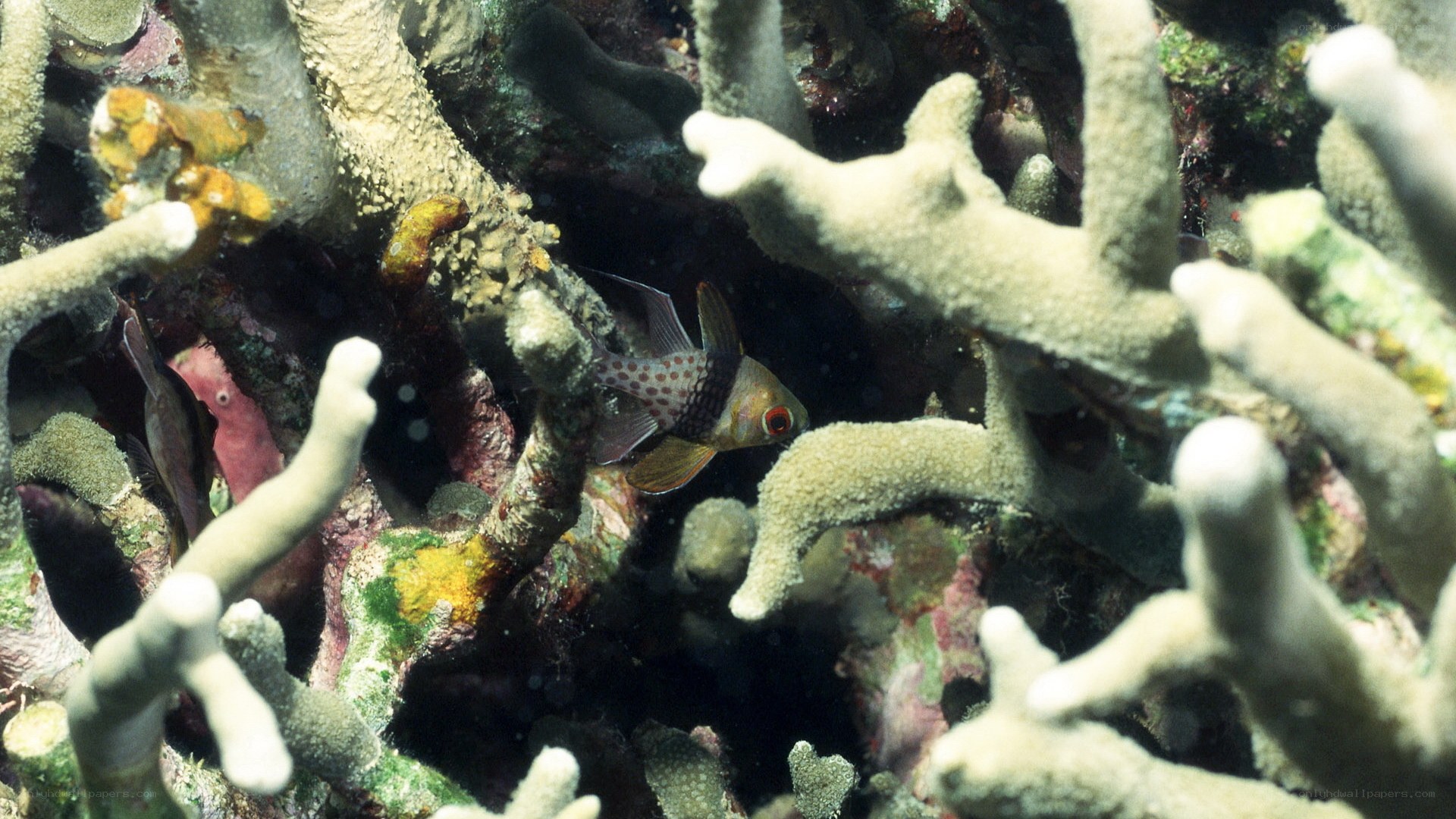 fish among coral branches