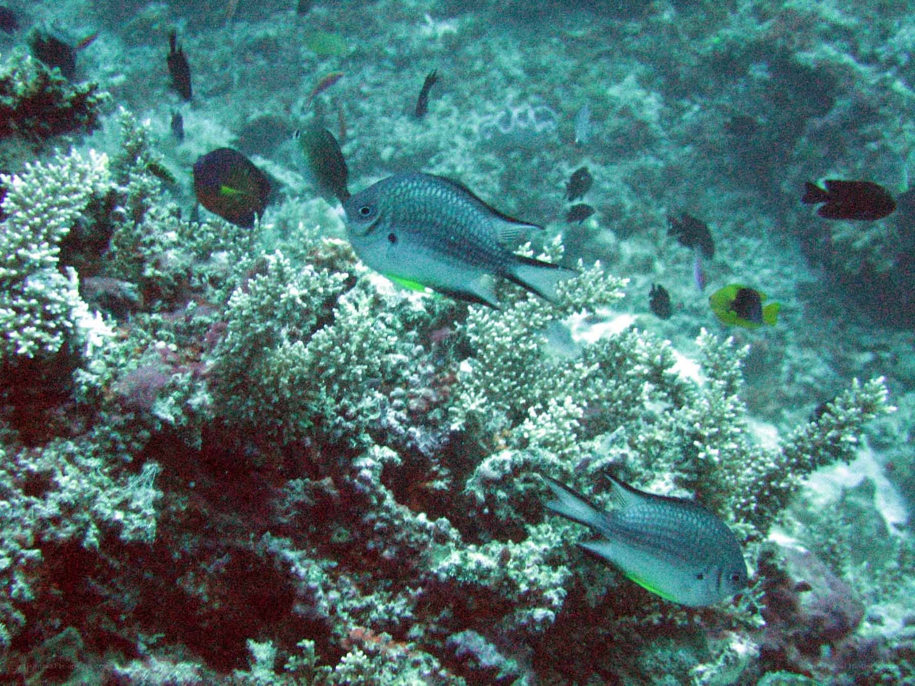 Fish among coral reefs