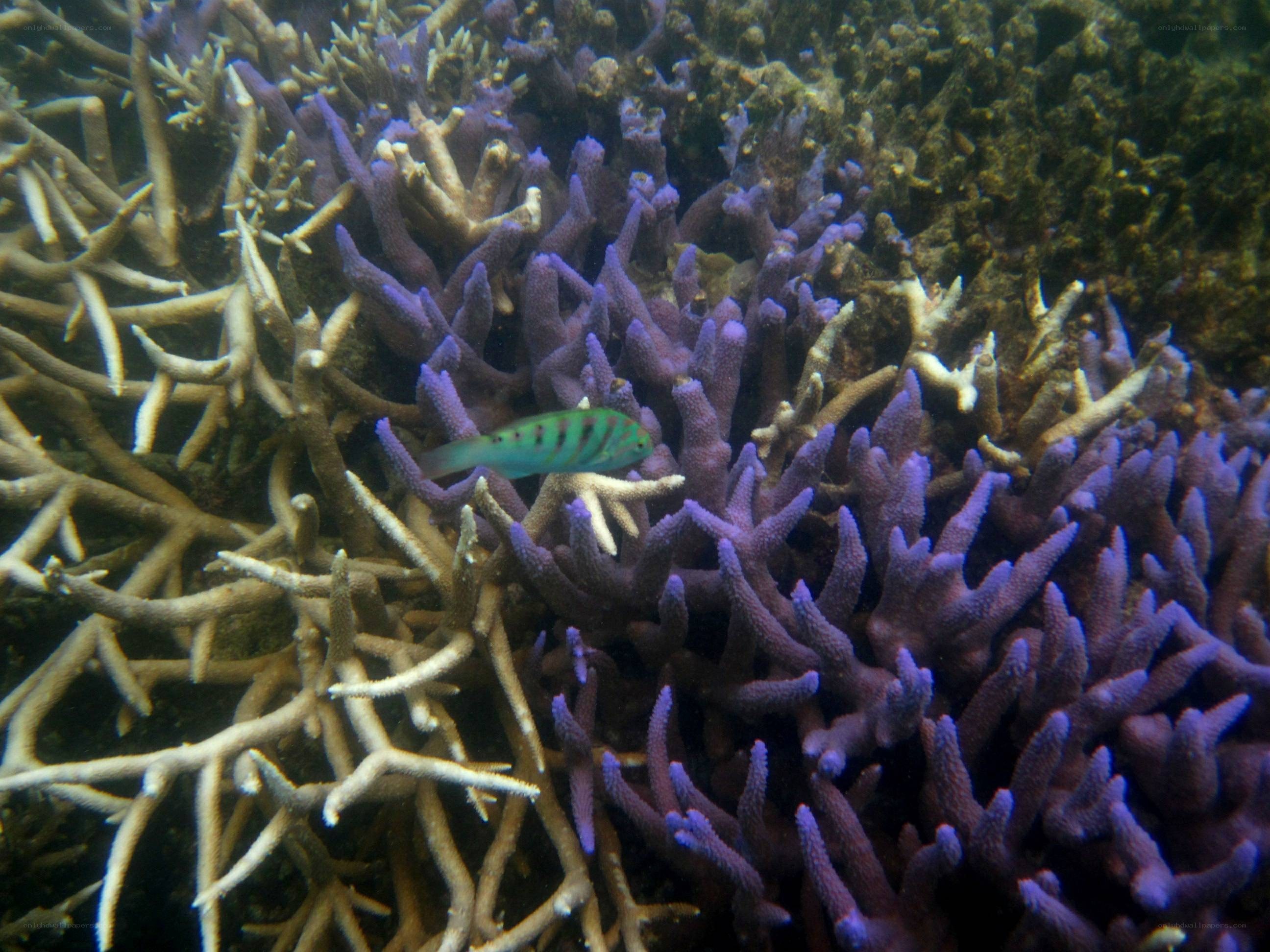 fish among coral reefs