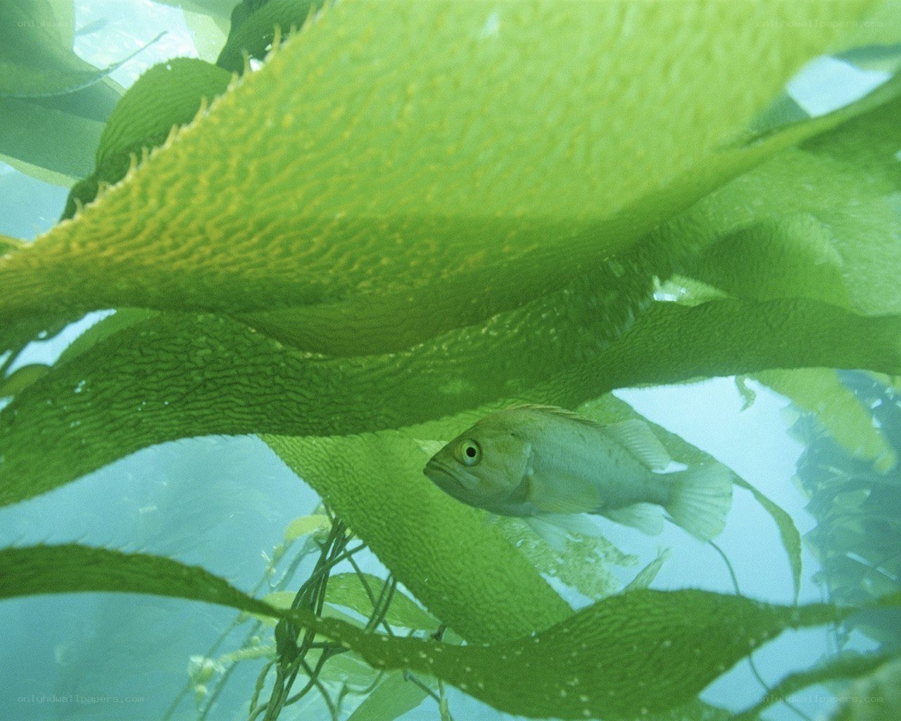 Fish among kelp fronds