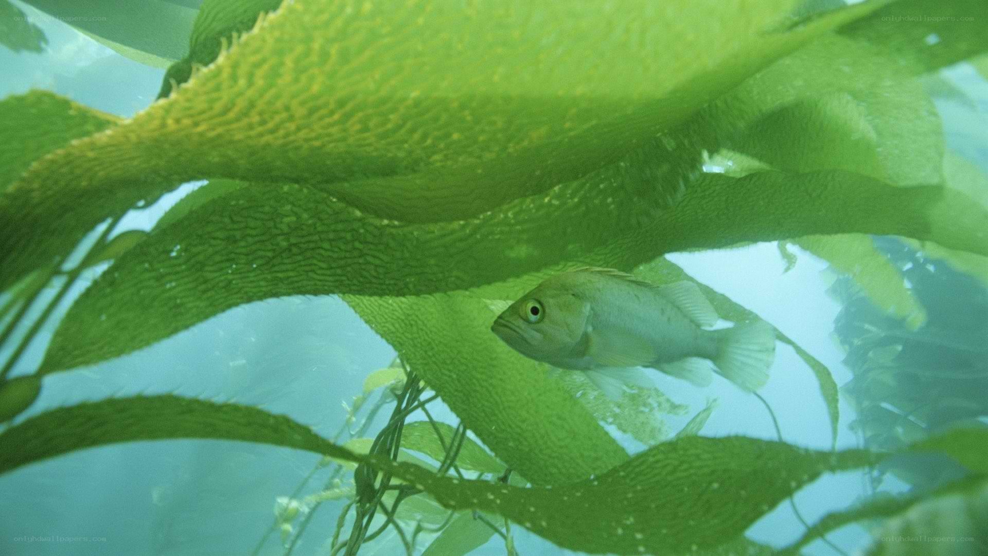 Fish among kelp fronds