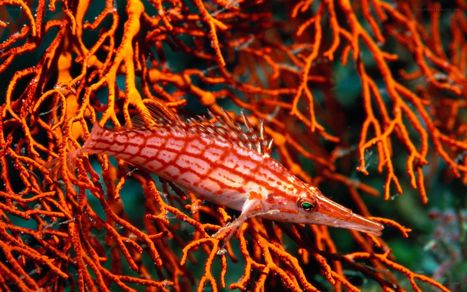 Fish among orange coral
