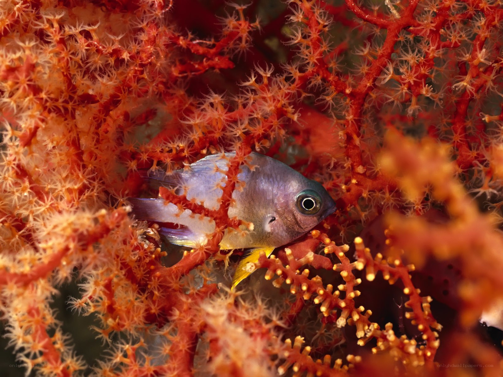 fish among red coral