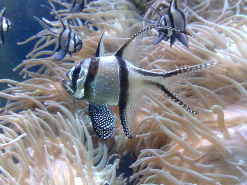 fish among sea anemones