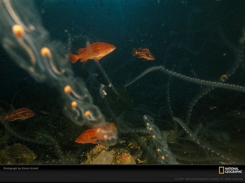 Fish among sea squirts