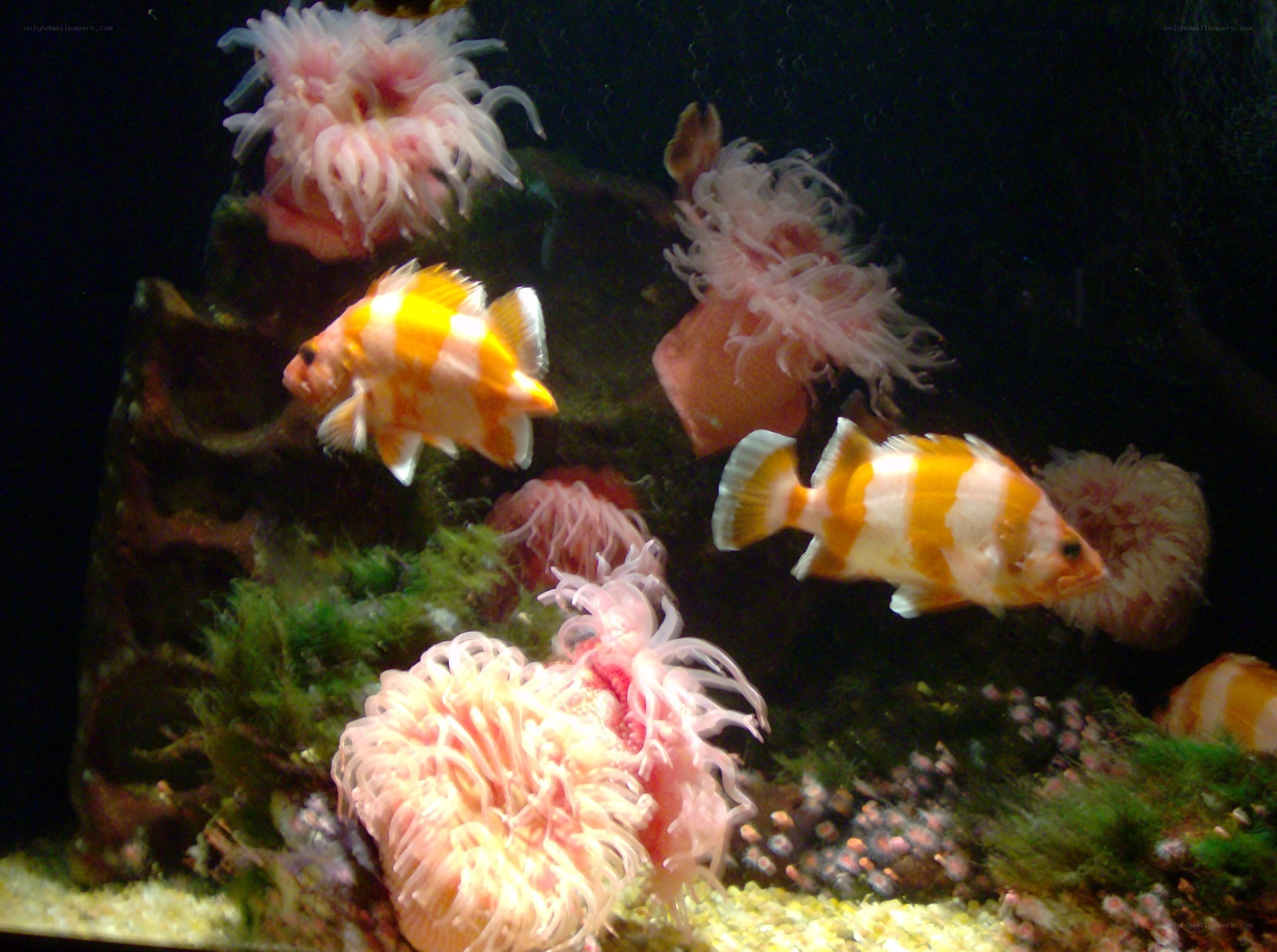 Fish and anemones in aquarium