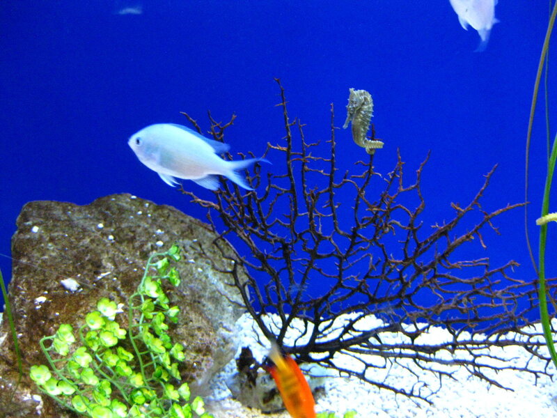 Fish and seahorse in aquarium