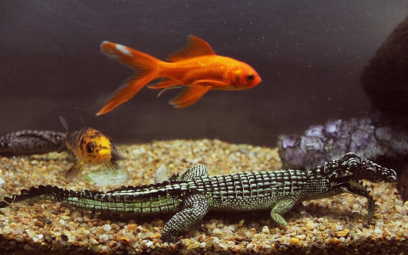 Fish and toy crocodile in aquarium