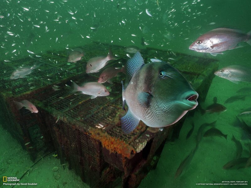 Fish around a submerged crate