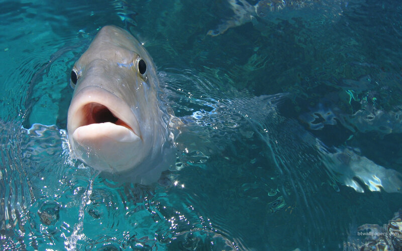 fish at the water surface
