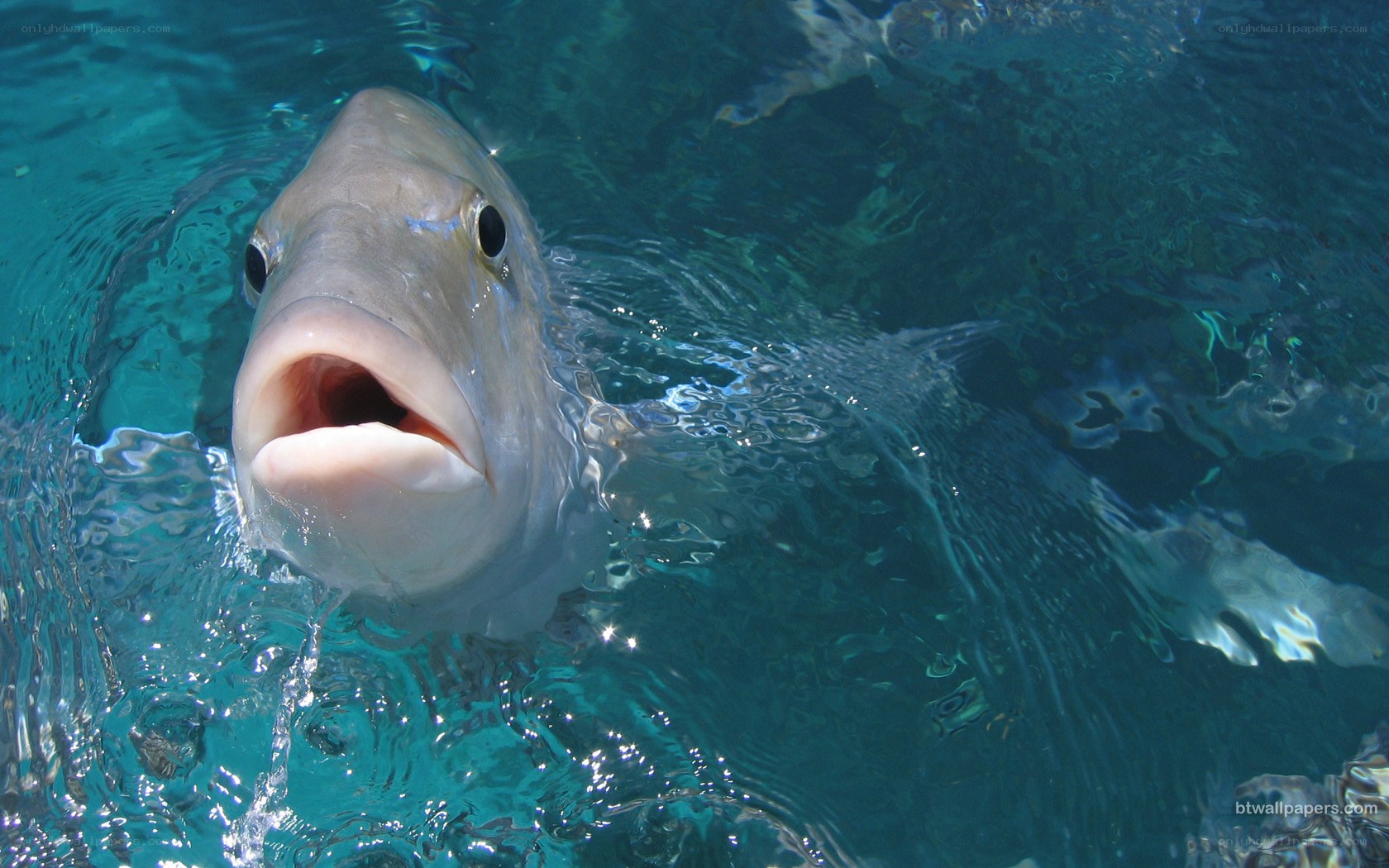 fish at the water surface