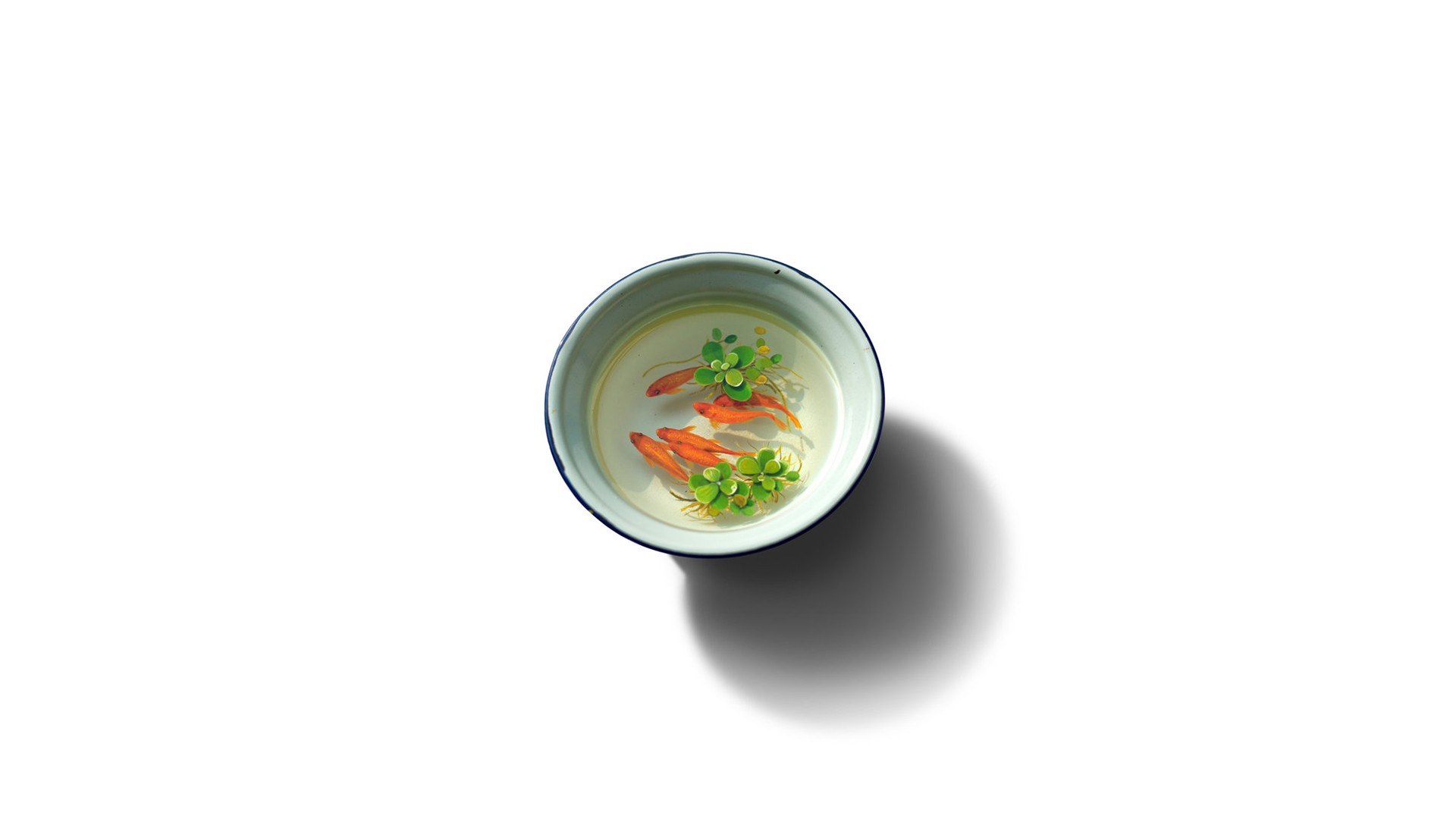 Fish bowl with goldfish