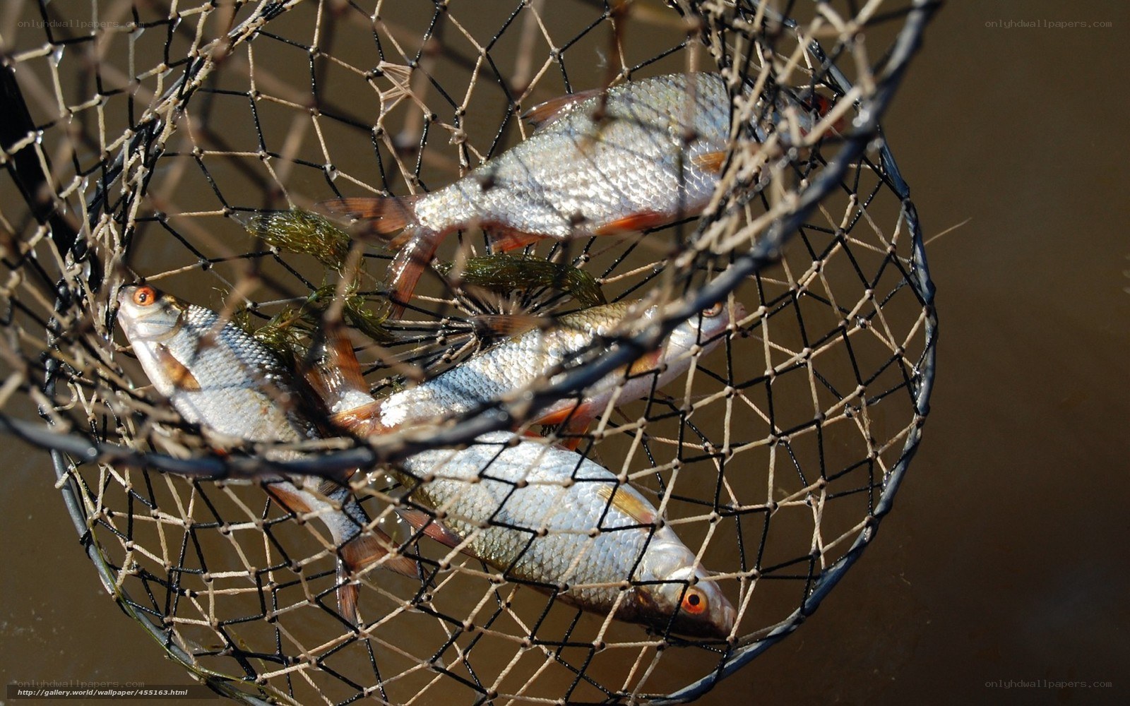 Fish caught in a net
