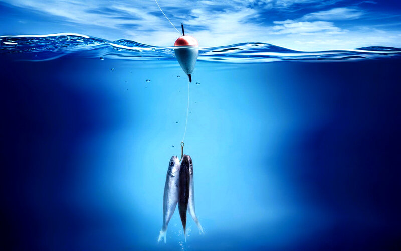 Fish caught on a fishing line