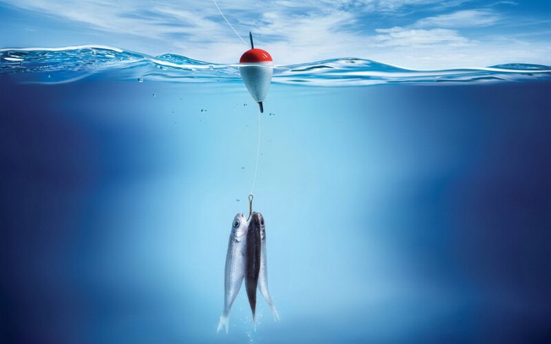 Fish caught on a fishing line