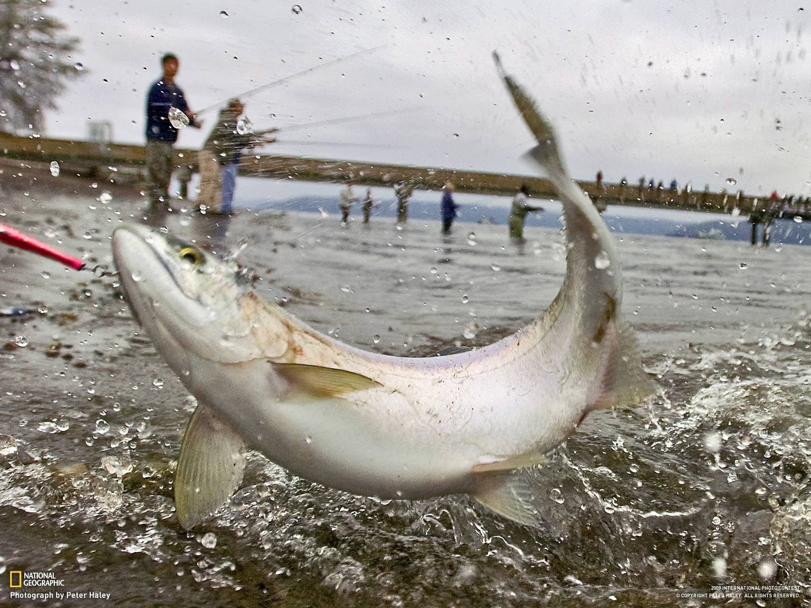 Fish caught on a fishing trip