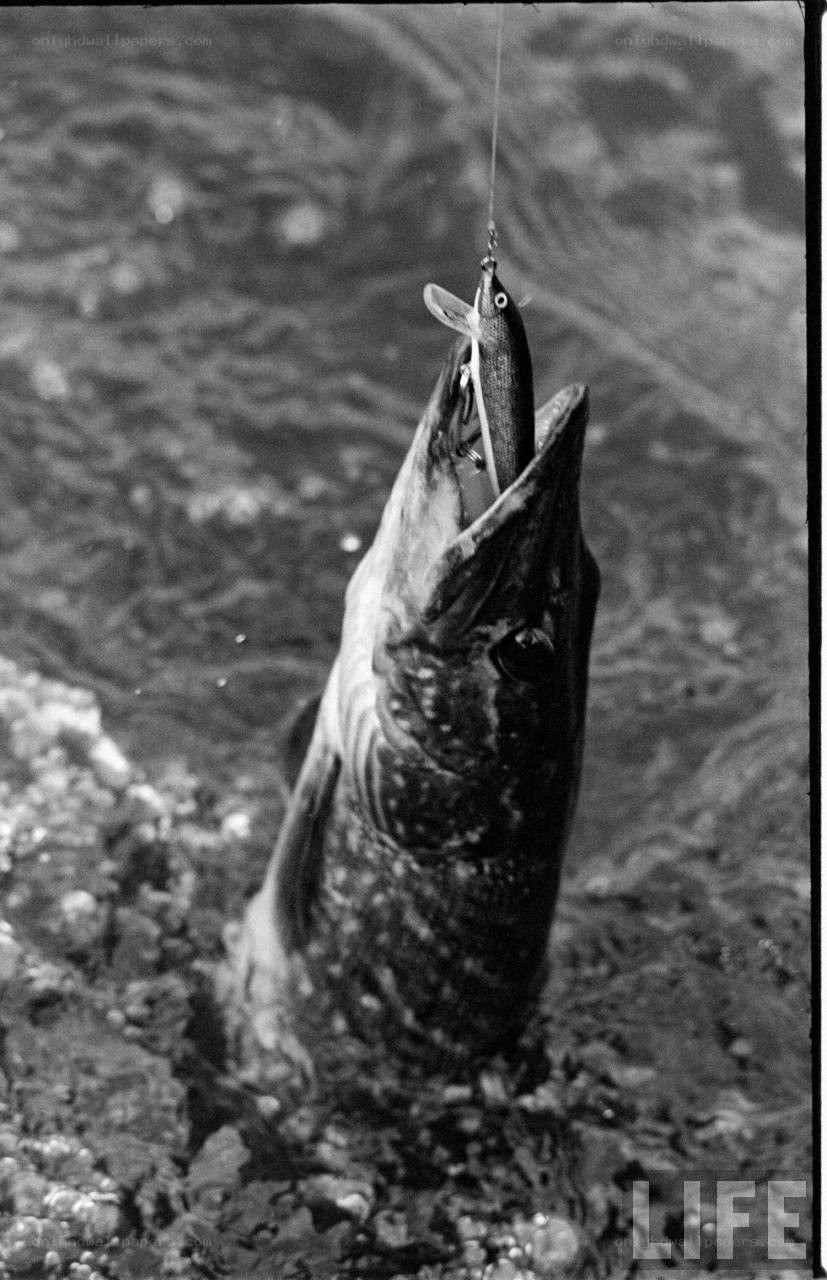 fish caught on lure