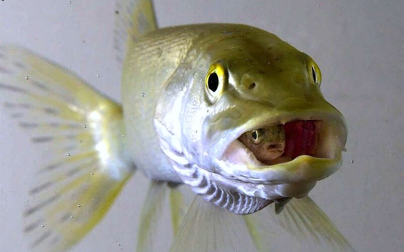 Fish Eating Another Fish — Yellow, Intense