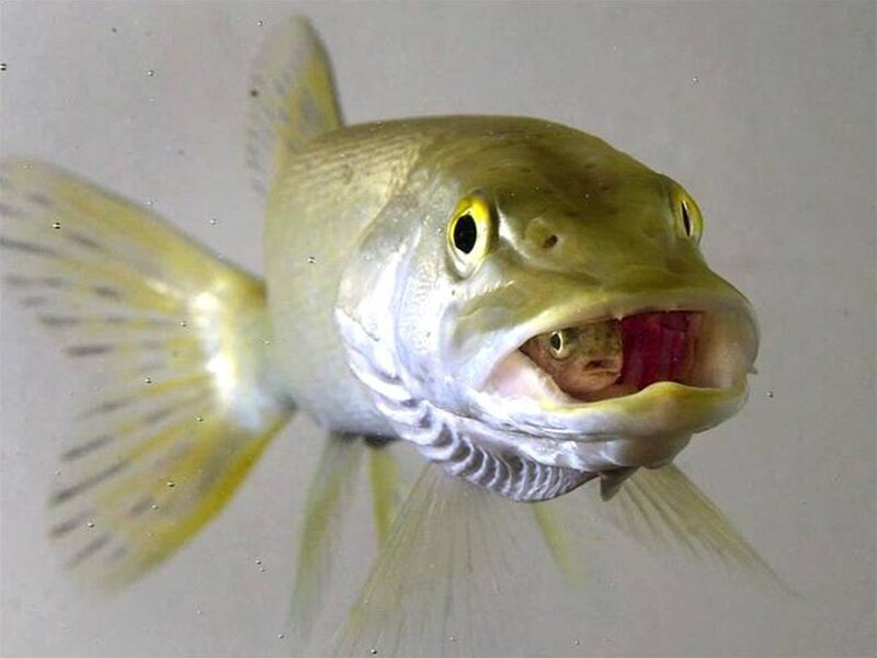 Fish Eating Another Fish — Yellow
