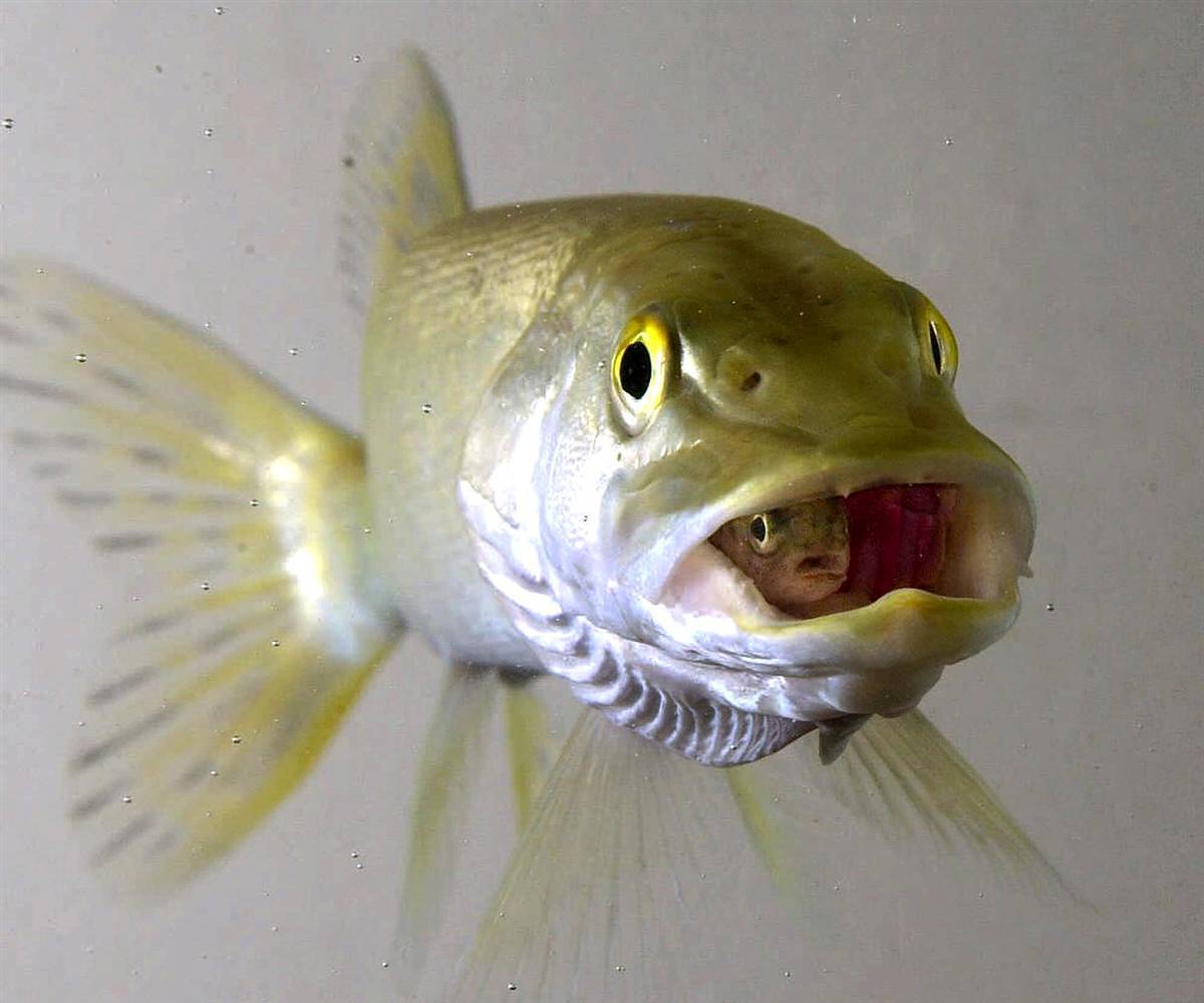Fish eating another fish